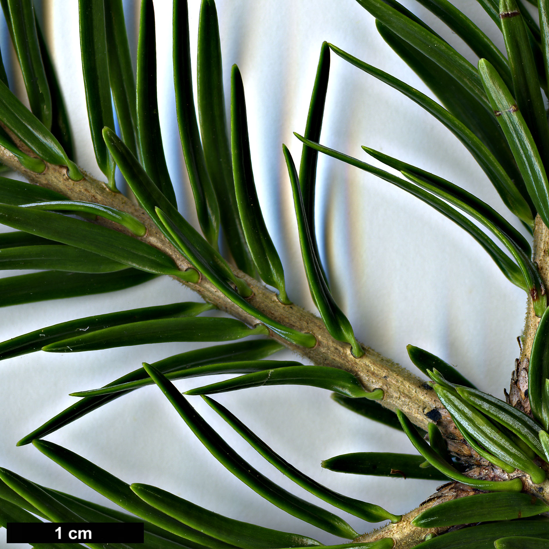 High resolution image: Family: Pinaceae - Genus: Abies - Taxon: ×borisii-regis (A.alba × A.cephalonica)